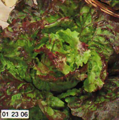 LATTUGA A CAPPUCCIO MERAVIGLIA DI VERANO CANASTA NR.1000 SEMI